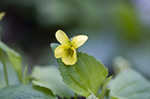 Downy yellow violet